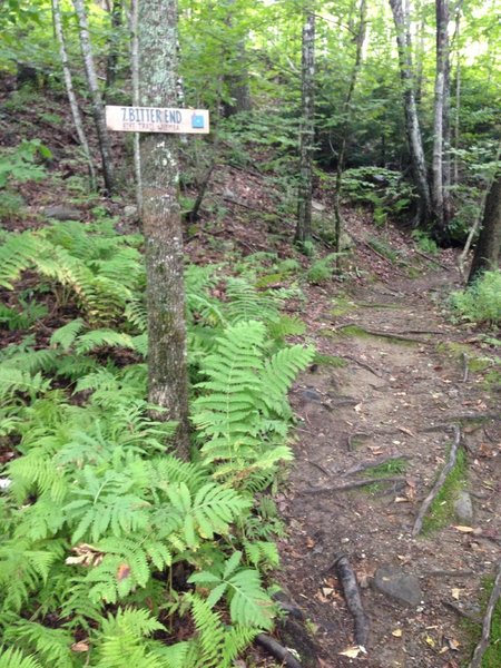 Bitter End Trail at Camden Snow Bowl - where it hits Oh Chute Trail.