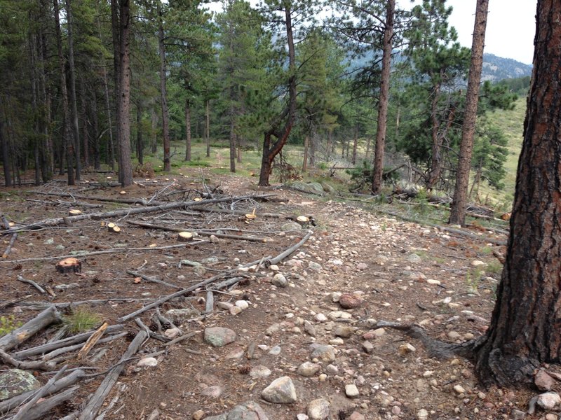 Evidence of Forest Service Fuel mitigation project.