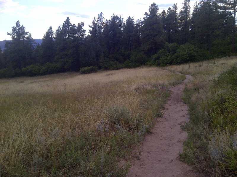 Path into the forest.