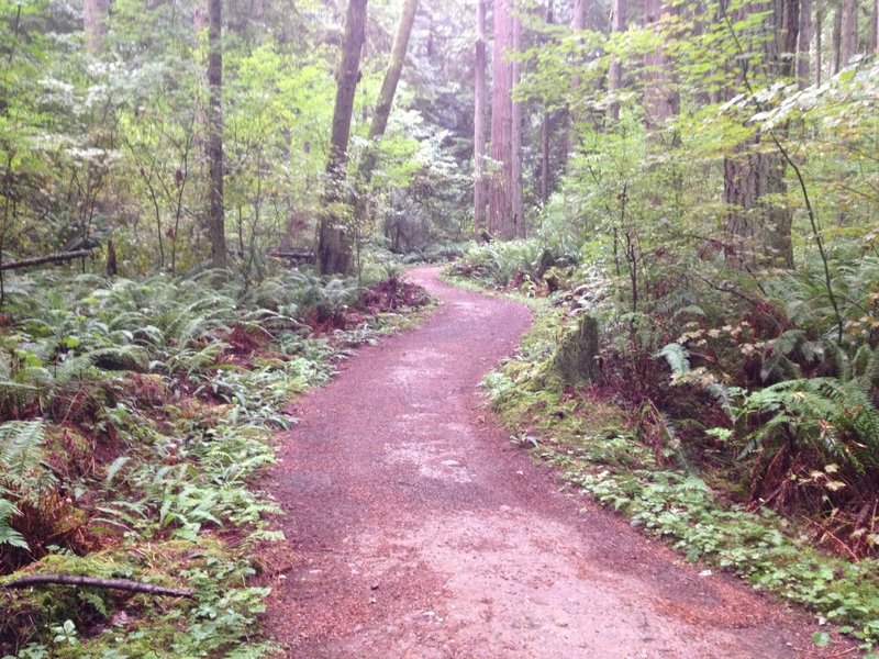 The Trail inside the Redmond Watershed are 36-48" wide and very well maintained. Very easy
