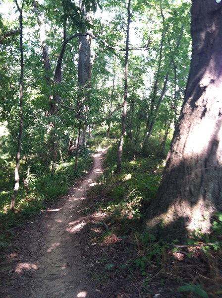 Rolling singletrack