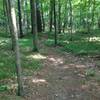 Beautiful wooded trail in the midst of industrial area