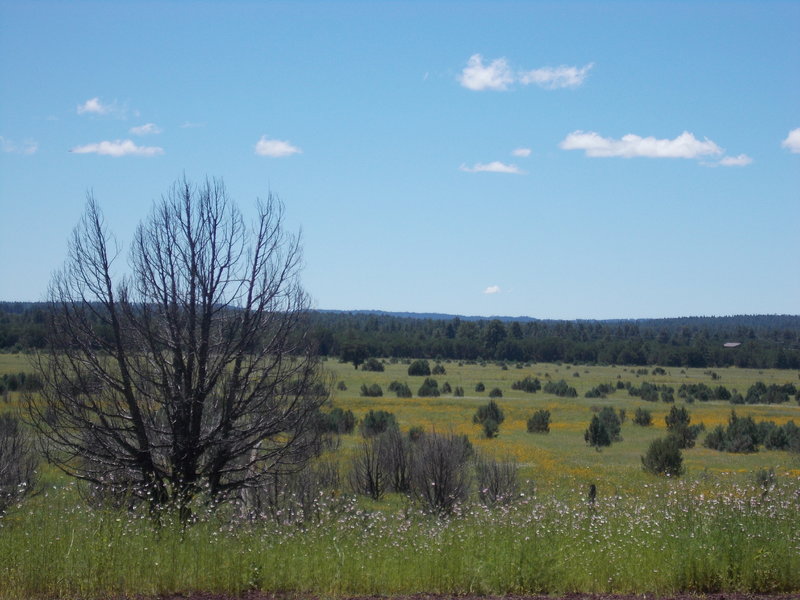 Meadow at the trailhead