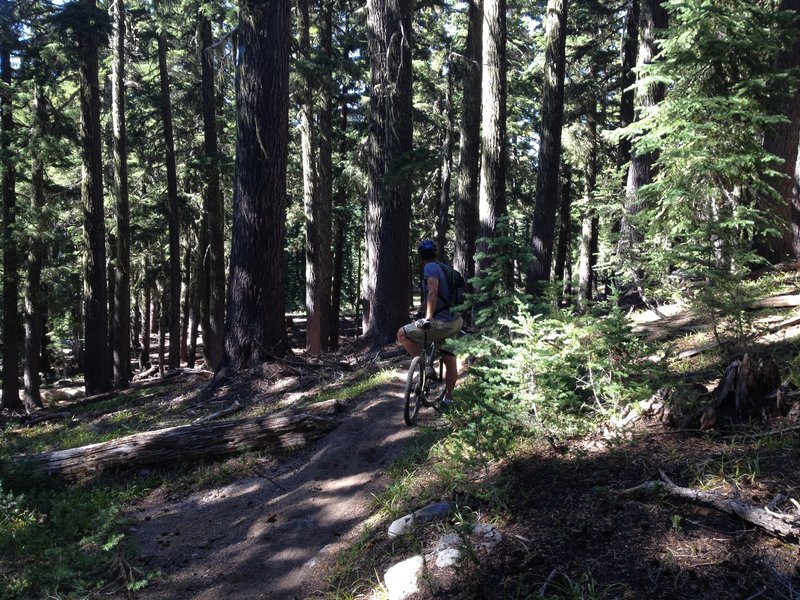 Trees and views of Broken Top