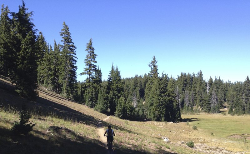 Beautiful meadows