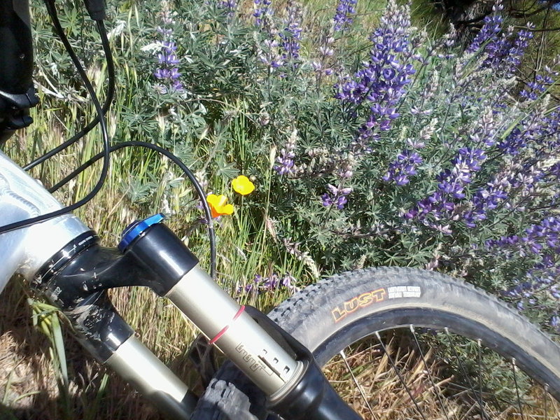 Lupine and Poppies on East Cuesta Ridge