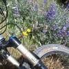 Lupine and Poppies on East Cuesta Ridge