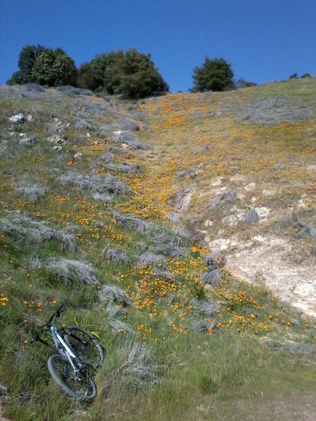 Field of Poppies, East Cuesta Ridge