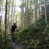Ripping through the shade of the aspen forest on the lower sections of Green's Creek Trail.
