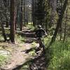 Doubletrack on Broken Thumb trail.