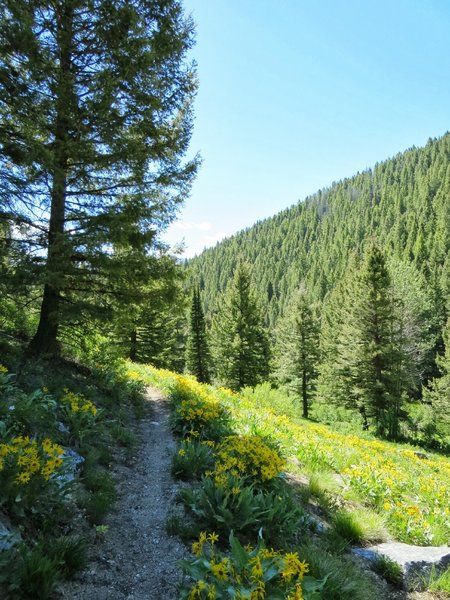 Idaho wildflowers lining the trail