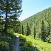 Idaho wildflowers lining the trail