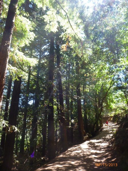 Redwood Trees and "narrow portion" of track