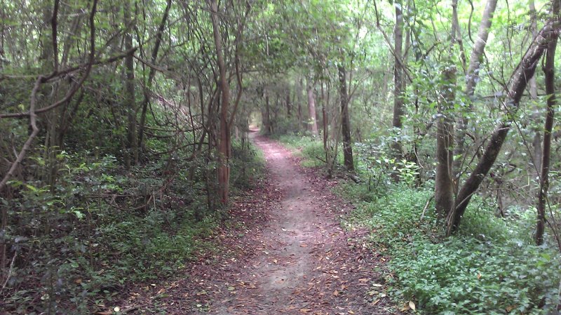 Fern Trail