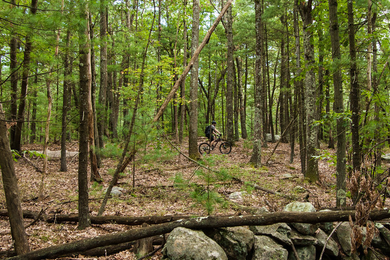 Rider on Orange Goose Loop