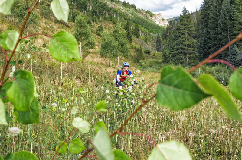 K enjoying the lower aspen groves