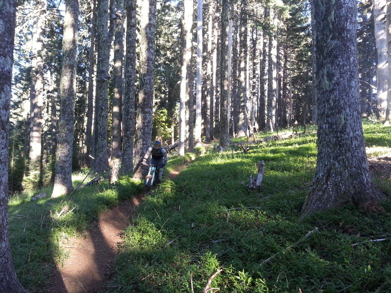 Wide open singletrack start