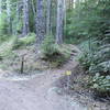 Northridge trail just inside orange gate at Woods creek road parking area