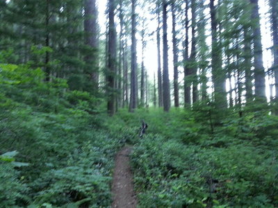 Wide open fun, whooshing, singletrack in older stands of Douglas Fir.