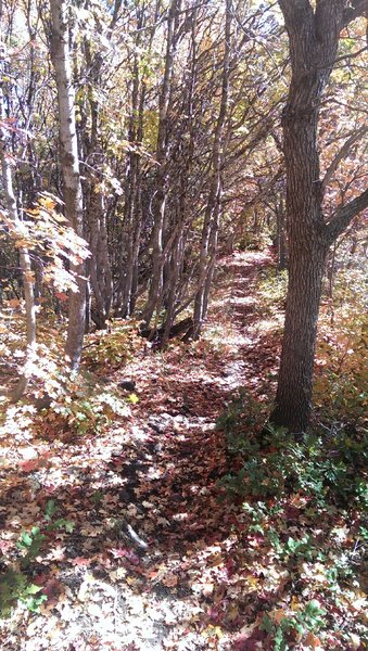 Top of Bicentennial Trail