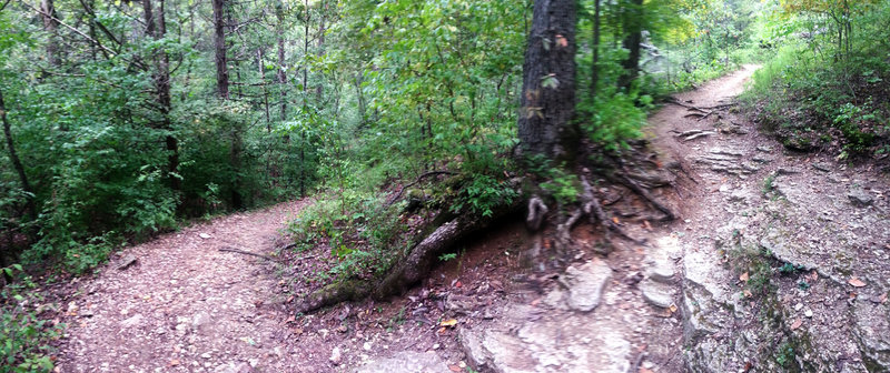 Switchback near bottom of West Tyson downhill (or uphill on way back)