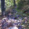 Looking up the trail, and pretty much the whole thing is a version of this. If the rocks don't gitcha, the moss surely will!