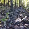 Looking back up the trail. Looks worse than it is. Honest!