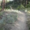 Descending Perimeter trail.