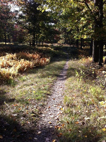 Buttery smooth for most of the trail. It's fun to sail through the trail with lovely ferns on either side of the trial.