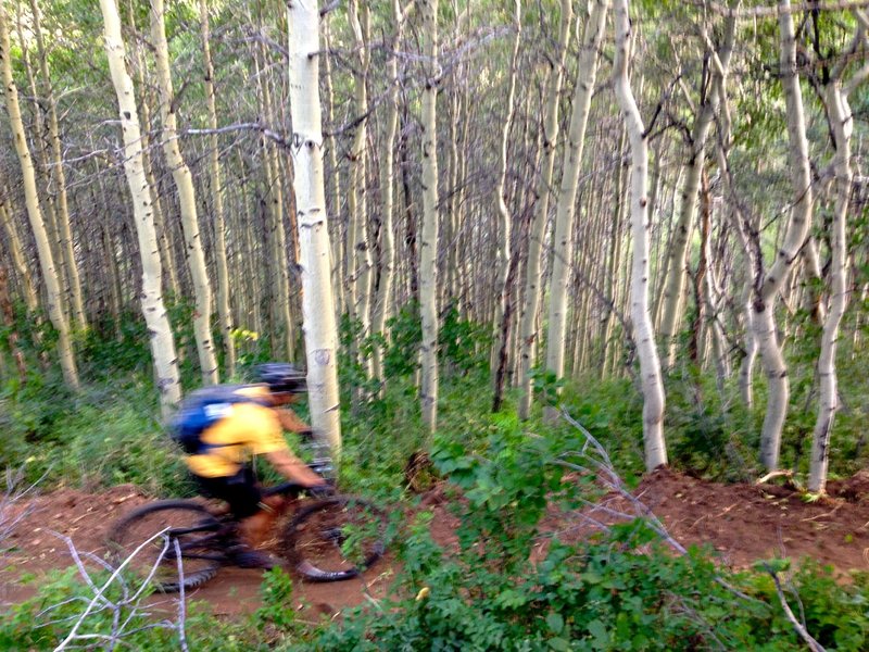 Flying through the aspens.