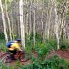 Flying through the aspens.