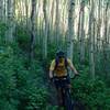 Beautiful flow on this trail trending downhill through lush forest.