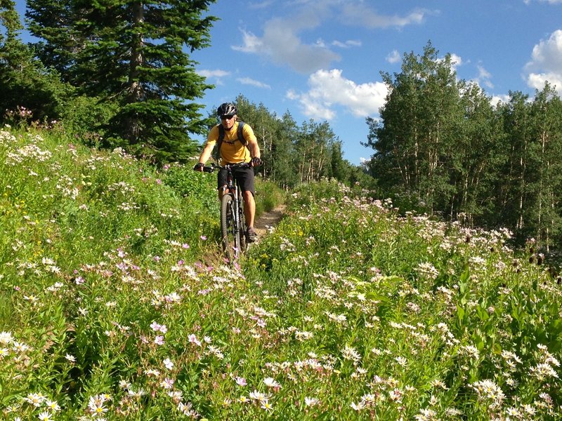 If the big mountain views don't win you over, the wildflowers might!