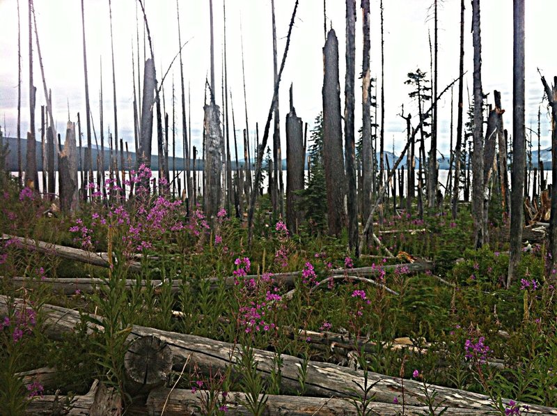 Summer flowers rise up through the old burn