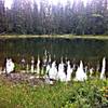 One of the MANY ponds dotting the landscape around Waldo Lake