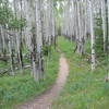 Aspen Grove along the Chalk Creek Segment