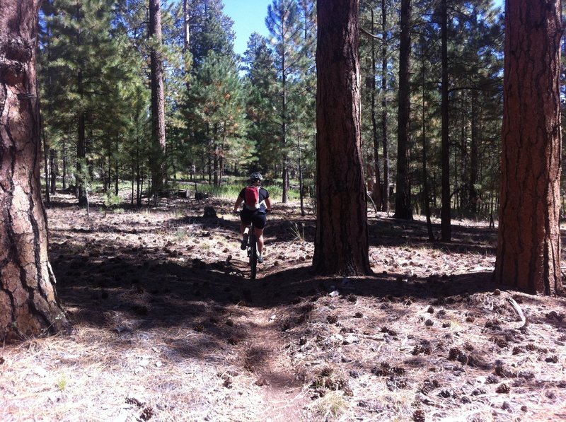 Riding pine needle covered singletrack between Locus Point and North Timp Point.