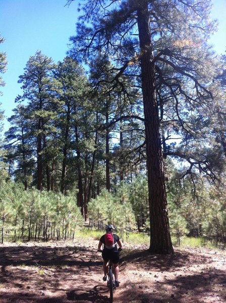 Riding smooth trail amongst the big trees and young trees east of Locus Point.