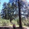 Riding smooth trail amongst the big trees and young trees east of Locus Point.