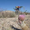 Rainbow Cactus on JR's singletrack