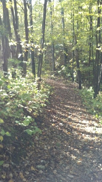 trail dusted with fall leaves