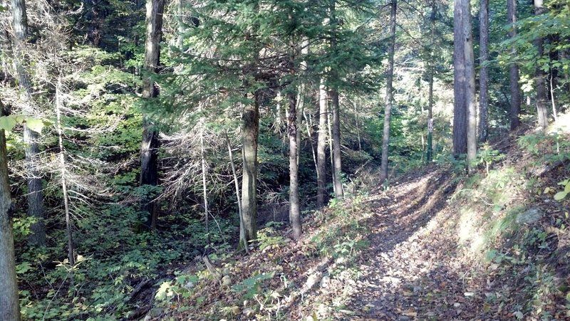 short section of mixed conifer/deciduous forest, stunning views