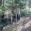 short section of mixed conifer/deciduous forest, stunning views