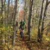 Poplars on Bridges Loop.