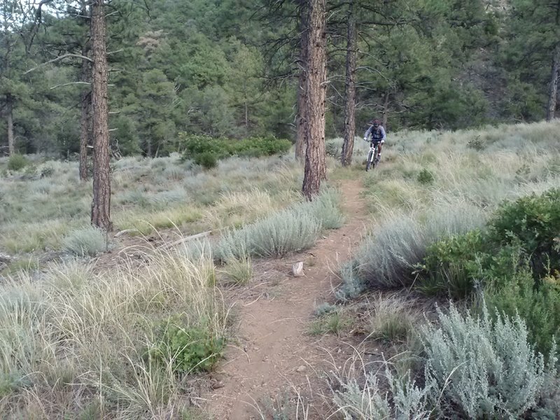 Top of the trail where you start getting into the Ponderosa Trees.