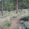 Top of the trail where you start getting into the Ponderosa Trees.