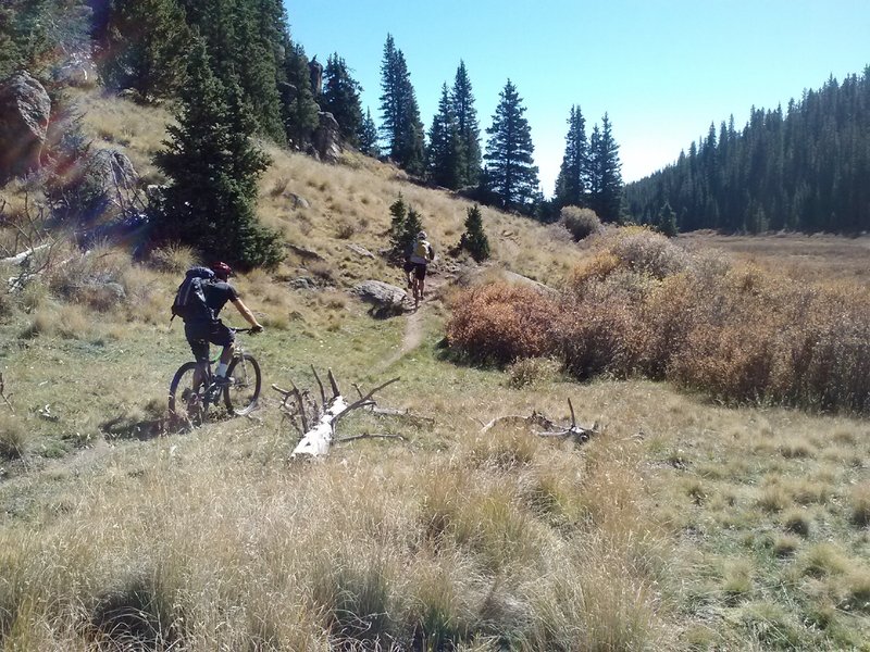 Section of great singletrack in an open meadow