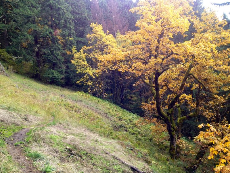 fall in oregon