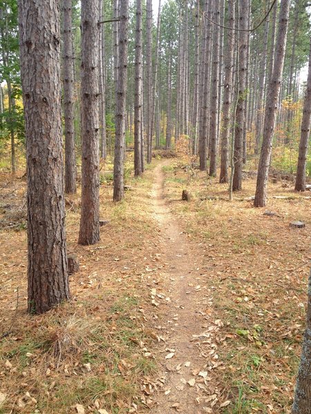 Climbing through the pines to the dual slalom start on Sure Would Trail.