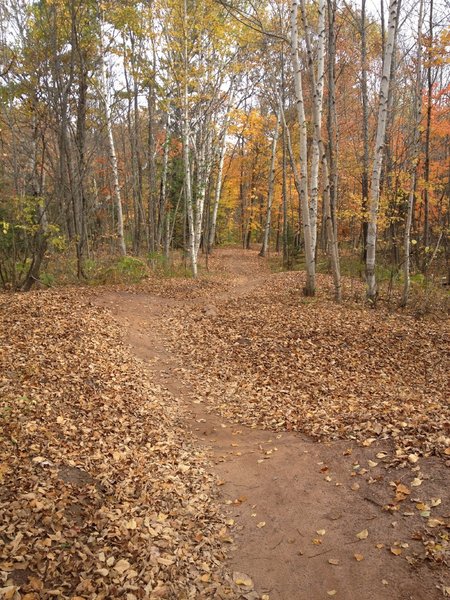 Fall leaves and birches on Sure Would Trail.